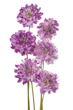 izole dahlia çiçeği