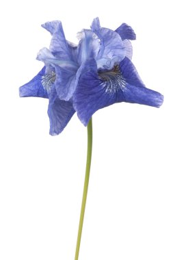 izole iris çiçeği