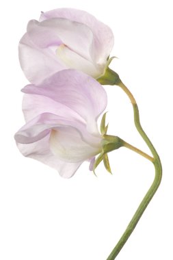 tatlı bezelyem çiçek izole