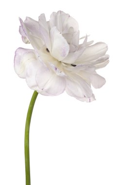 Lale çiçek izole