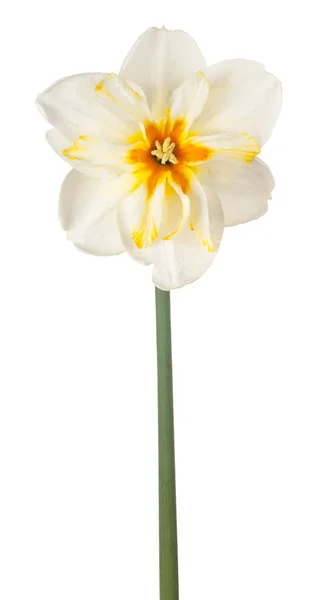 Narcis květina, samostatný — Stock fotografie