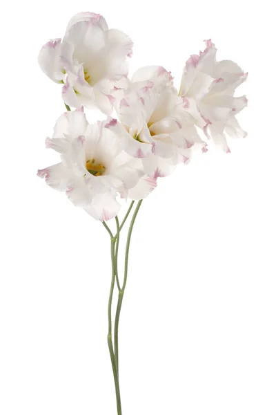 Eustoma kwiat na białym tle — Zdjęcie stockowe