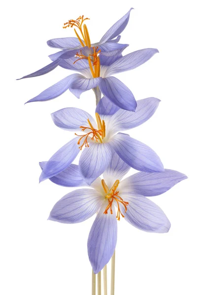分離されたクロッカスの花 — ストック写真