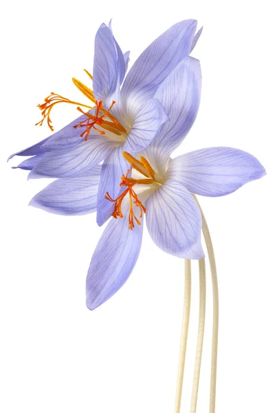 Crocus blomma isolerade — Stockfoto