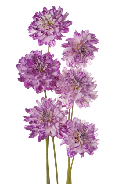 Dahlienblüte isoliert — Stockfoto