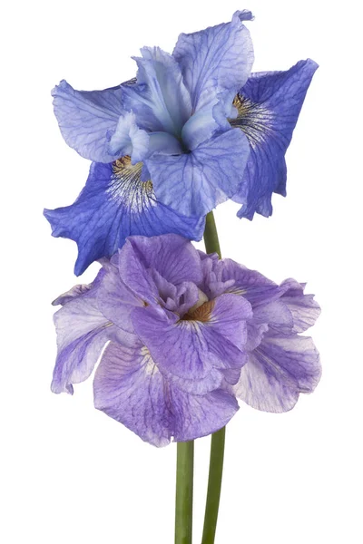 Iris blomma isolerade — Stockfoto