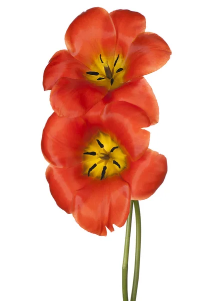 Tulpenblüte isoliert — Stockfoto