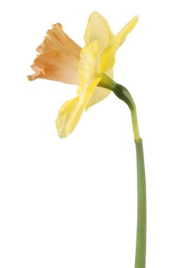 izole nergis çiçek