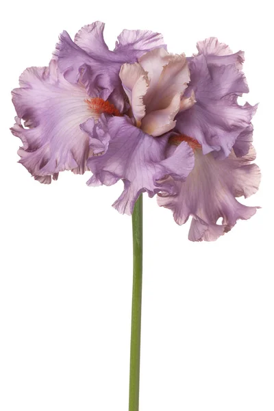 Iris blomma isolerade — Stockfoto