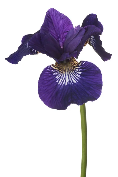 Izole iris çiçeği — Stok fotoğraf