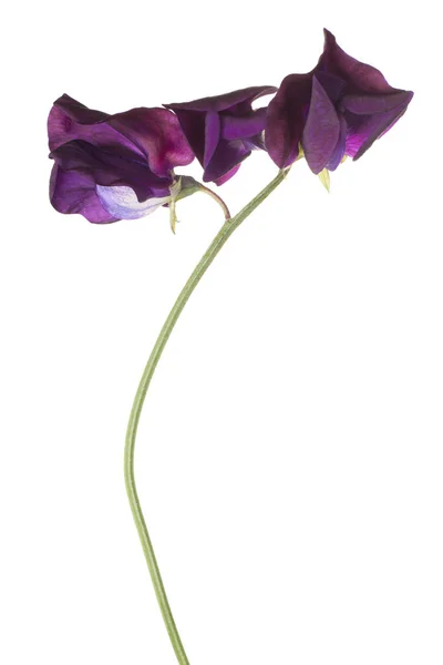 Sweet pea flower isolated — Stock Photo, Image