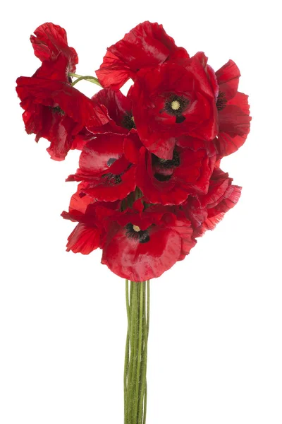 Flor de amapola aislada — Foto de Stock