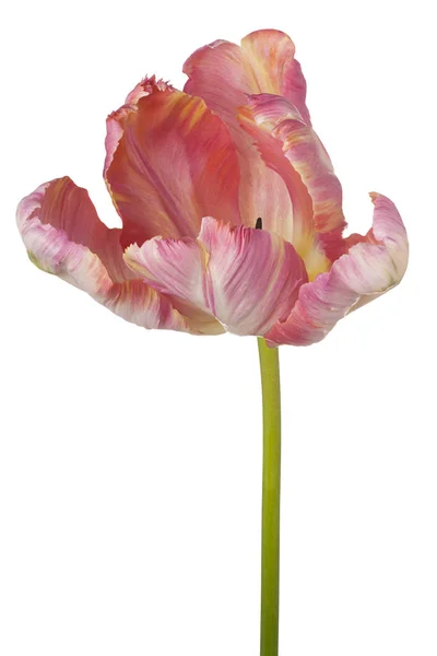 Tulip flower isolated — Stock Photo, Image