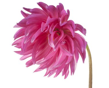 izole dahlia çiçeği