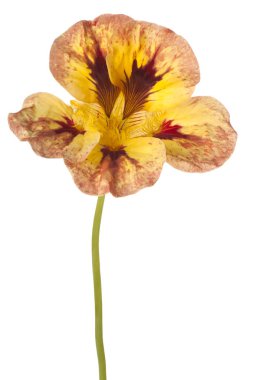 izole nasturtium çiçek