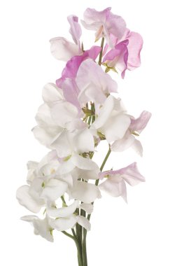 tatlı bezelyem çiçek izole