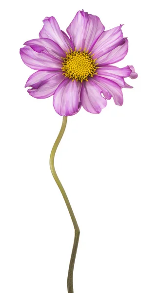 Flor cosmos isolado — Fotografia de Stock