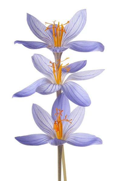 Crocus blomma isolerade — Stockfoto