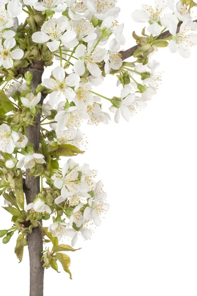Sweet cherry blossom — Stock Photo, Image
