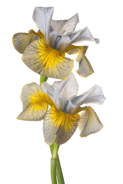 Fiori di iris isolati — Foto Stock