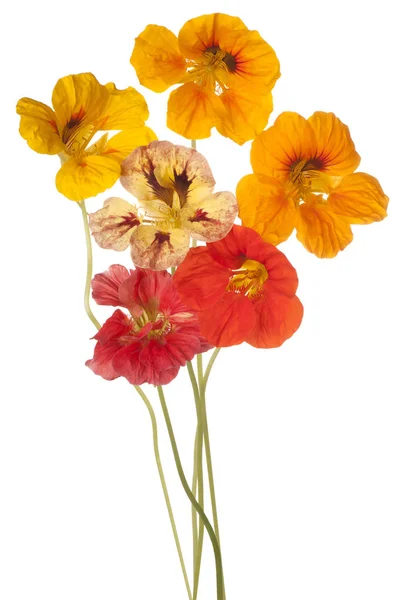 Izole nasturtium çiçek — Stok fotoğraf