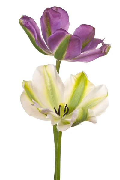 Tulip flower isolated — Stock Photo, Image
