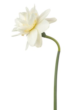 izole nergis çiçek