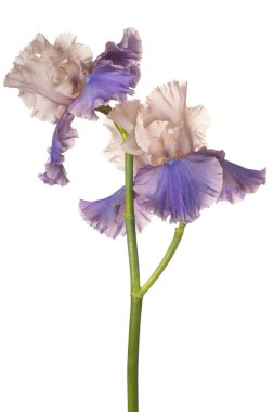 izole iris çiçeği