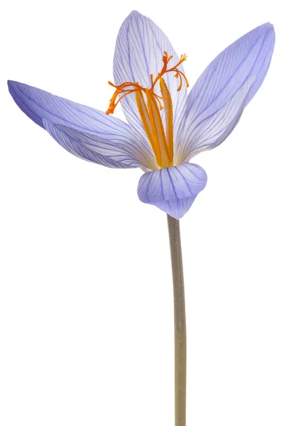 Κρόκος λουλούδι απομονωθεί — Φωτογραφία Αρχείου