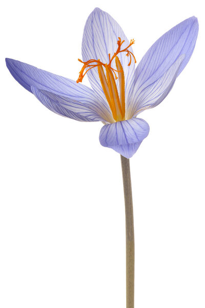 crocus flower isolated