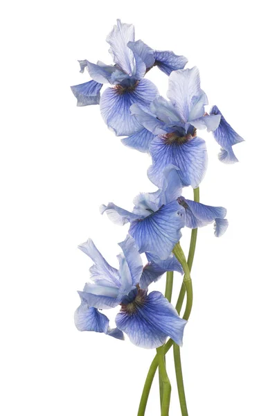 Iris blomma isolerade — Stockfoto