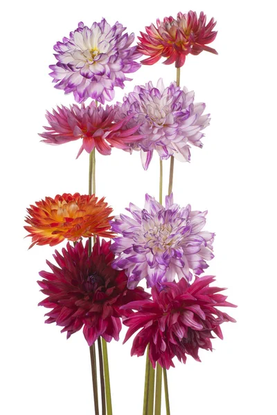 Квітка жоржин, ізольовані — стокове фото