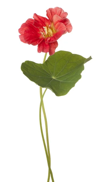 Nasturtium flower isolated — Stock Photo, Image