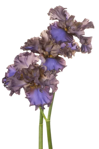 Iris virágok elszigetelt — Stock Fotó