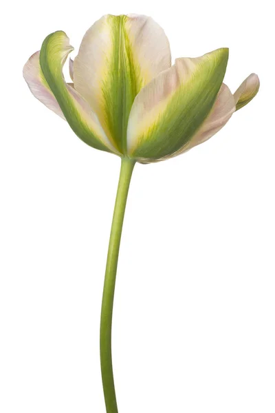 Квітка тюльпана, ізольовані — стокове фото