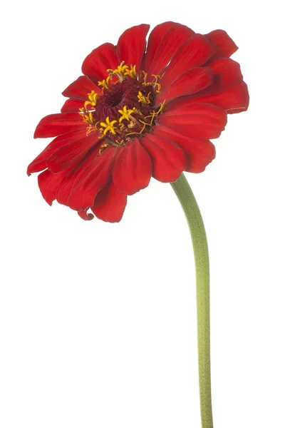 Izole zinnia çiçeği — Stok fotoğraf