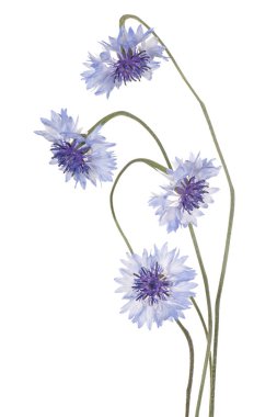 izole Peygamber buket