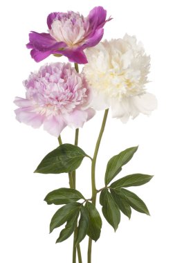 izole Şakayık çiçeği