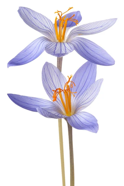 Цветок крокус изолирован — стоковое фото
