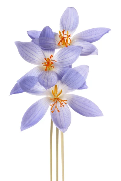 Flori de crocus izolate — Fotografie, imagine de stoc