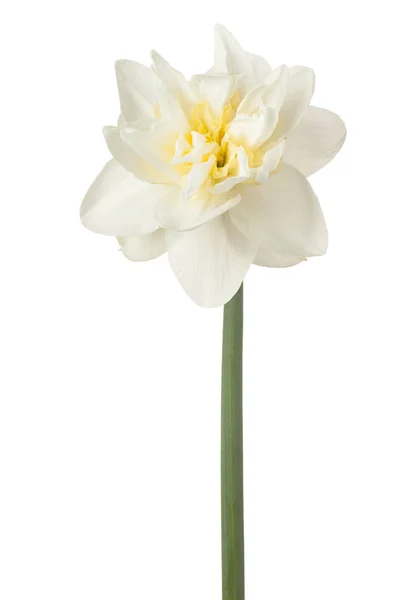 Narciso fiore isolato — Foto Stock