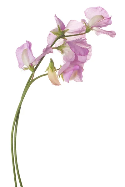 Sweet pea flower isolated — Stock Photo, Image