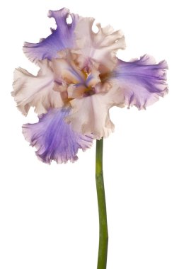 izole iris çiçeği