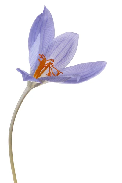 Crocus blomma isolerade — Stockfoto