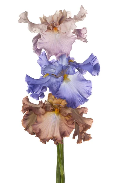 Iris bloemen geïsoleerd — Stockfoto