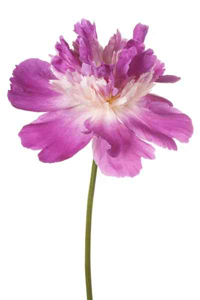 Peonia fiore isolato — Foto Stock