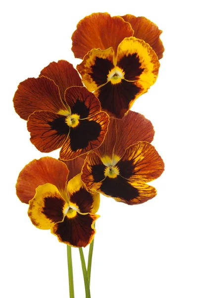 Pansy flower isolated — Stock Photo, Image