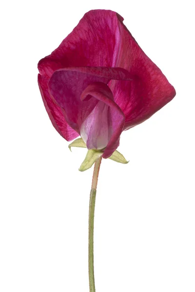 Sweet pea flower isolated — Stock Photo, Image