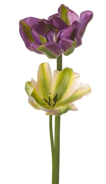 Lale çiçek izole — Stok fotoğraf