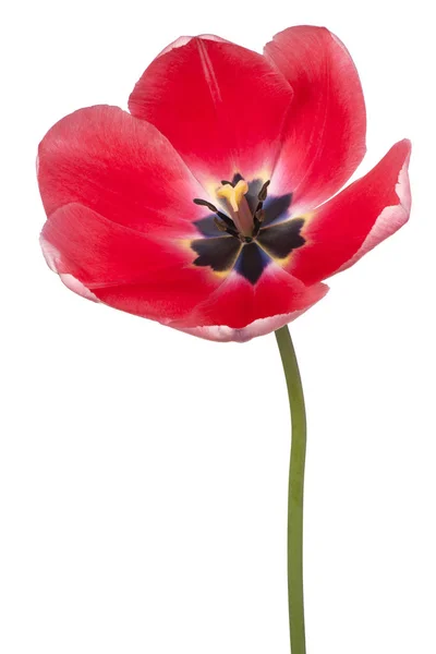 Flor de tulipán aislada —  Fotos de Stock